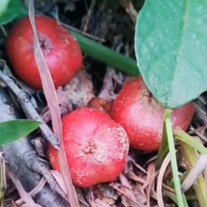 ��éݮ